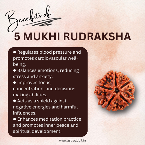 Nepal Origin 5 Mukhi Rudraksha - 18mm - 22mm
