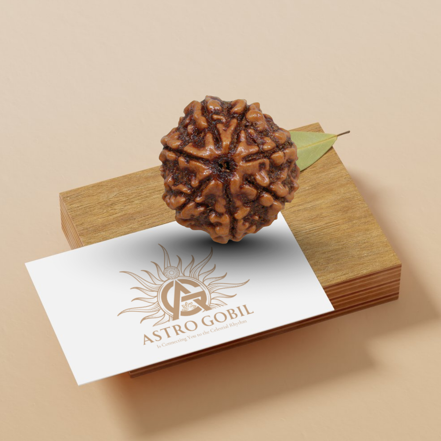 Nepal Origin 7 Mukhi Rudraksha - 18mm - 22mm