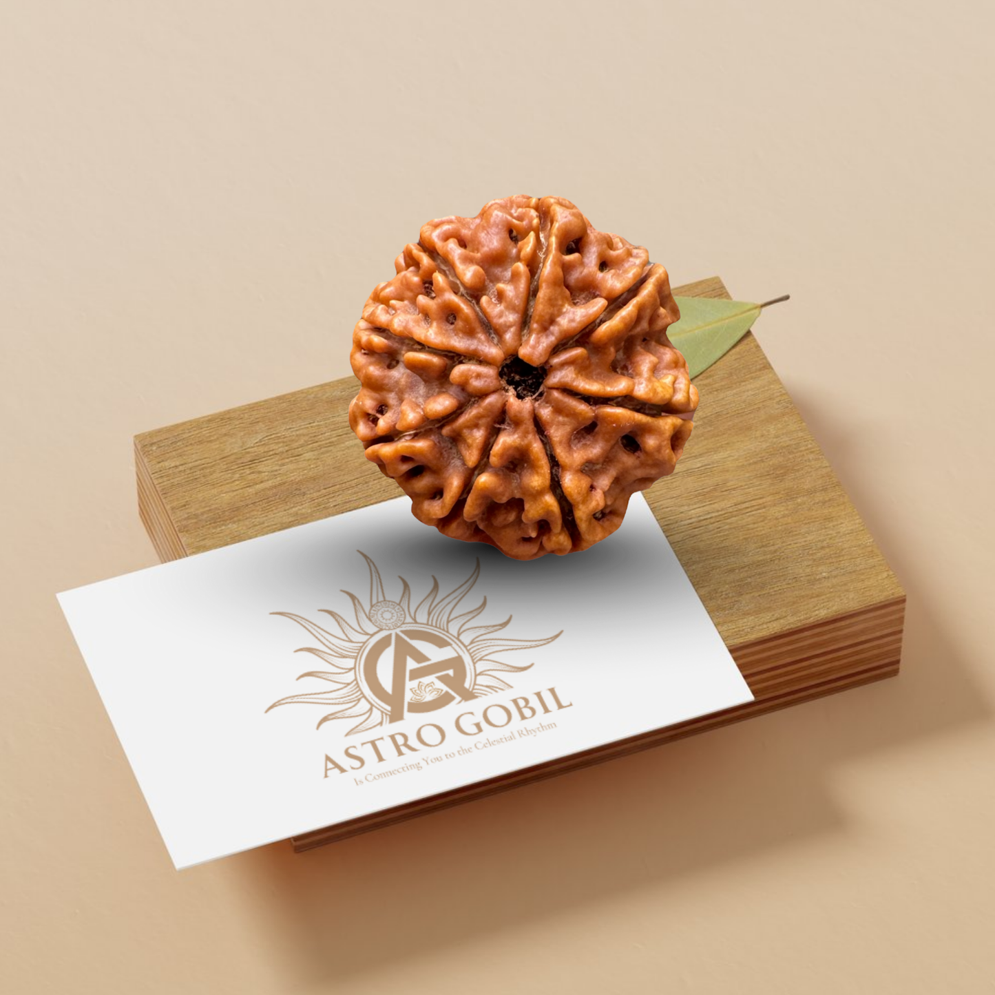 Nepal Origin 8 Mukhi Rudraksha - 18mm - 22mm