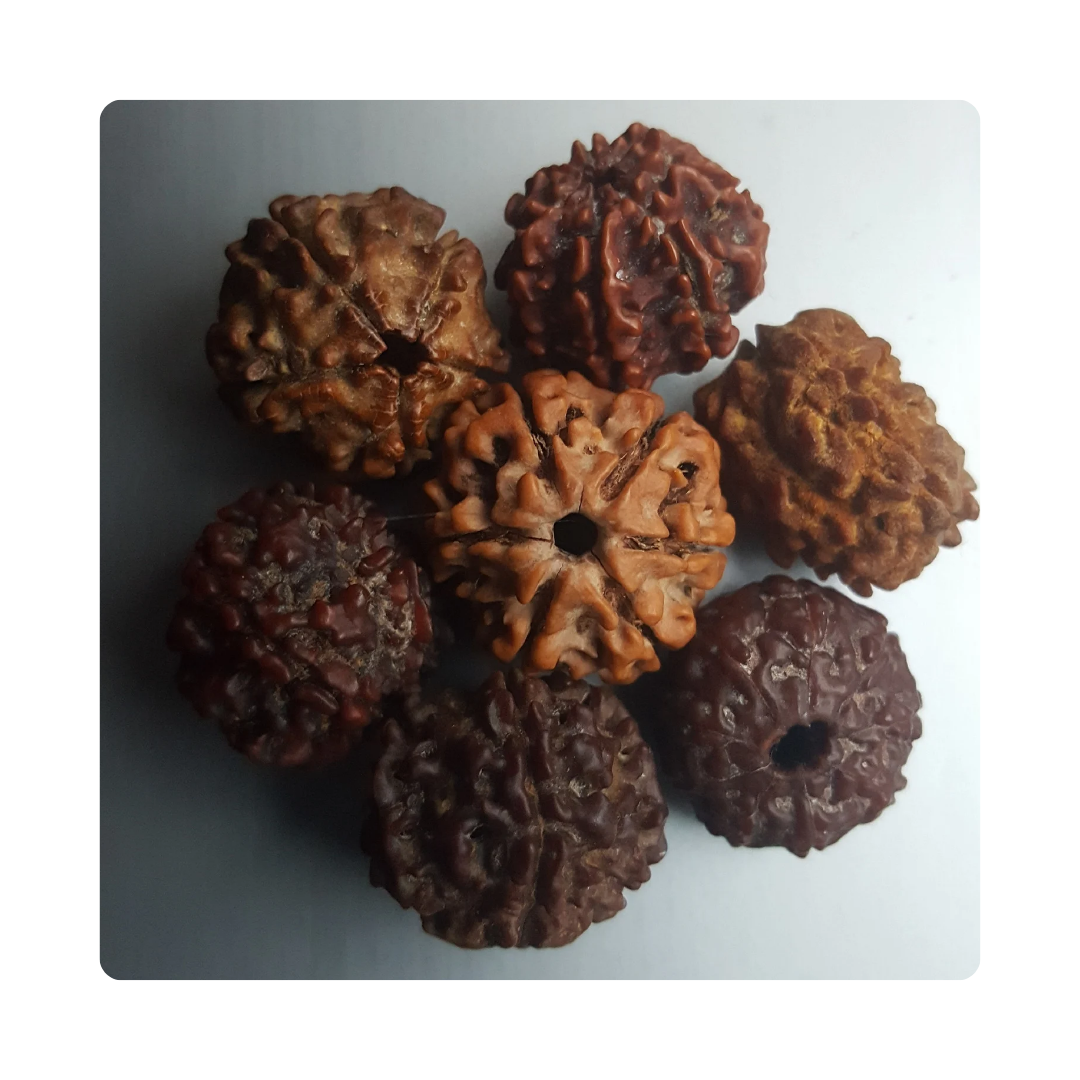 Rudraksha