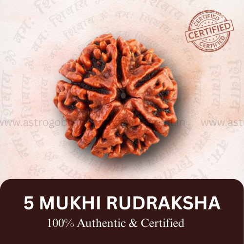 Nepal Origin 5 Mukhi Rudraksha - 18mm - 22mm