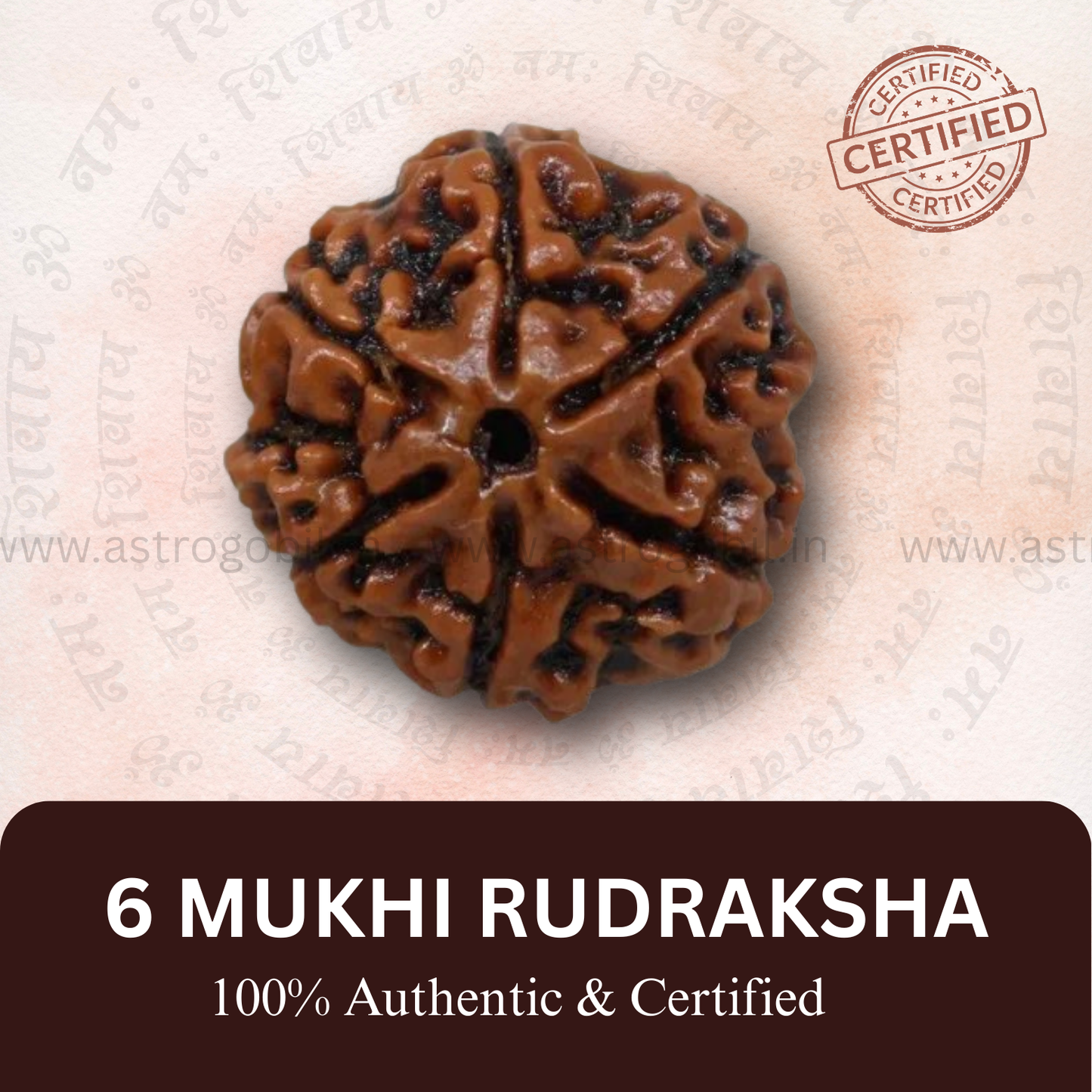 Nepal Origin 6 Mukhi Rudraksha - 18mm - 22mm
