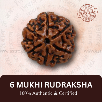 Nepal Origin 6 Mukhi Rudraksha - 18mm - 22mm
