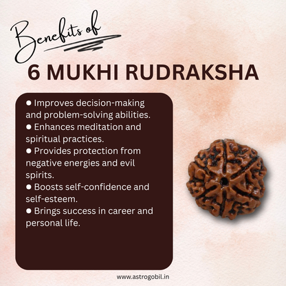 Nepal Origin 6 Mukhi Rudraksha - 18mm - 22mm