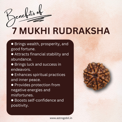 Nepal Origin 7 Mukhi Rudraksha - 18mm - 22mm