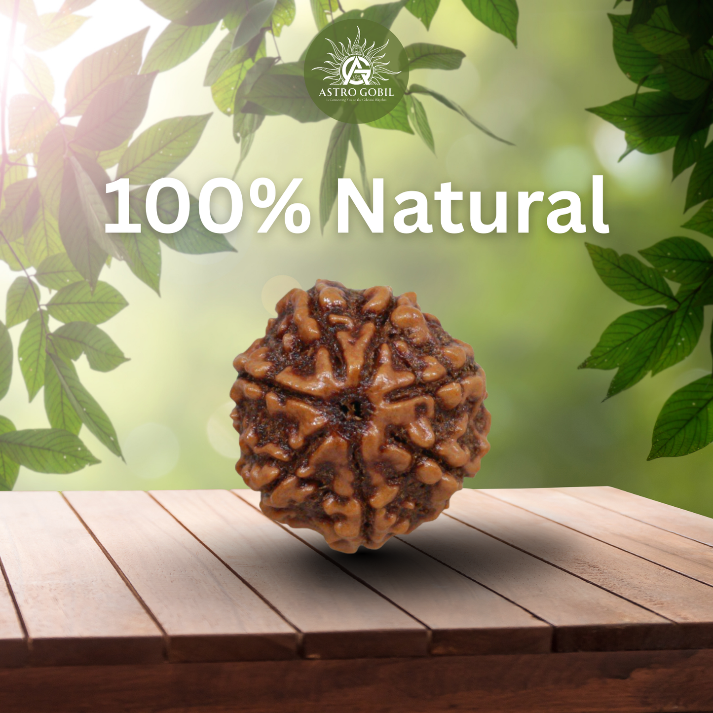 Nepal Origin 7 Mukhi Rudraksha - 18mm - 22mm