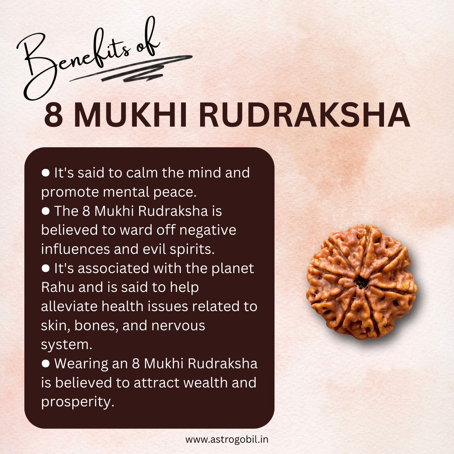 Nepal Origin 8 Mukhi Rudraksha - 18mm - 22mm