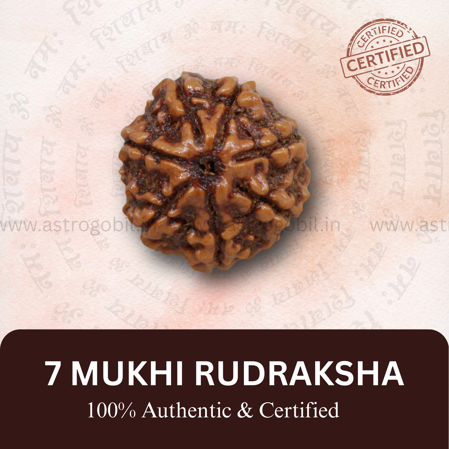 Nepal Origin 7 Mukhi Rudraksha - 18mm - 22mm