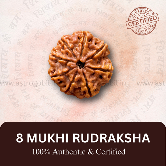 Nepal Origin 8 Mukhi Rudraksha - 18mm - 22mm