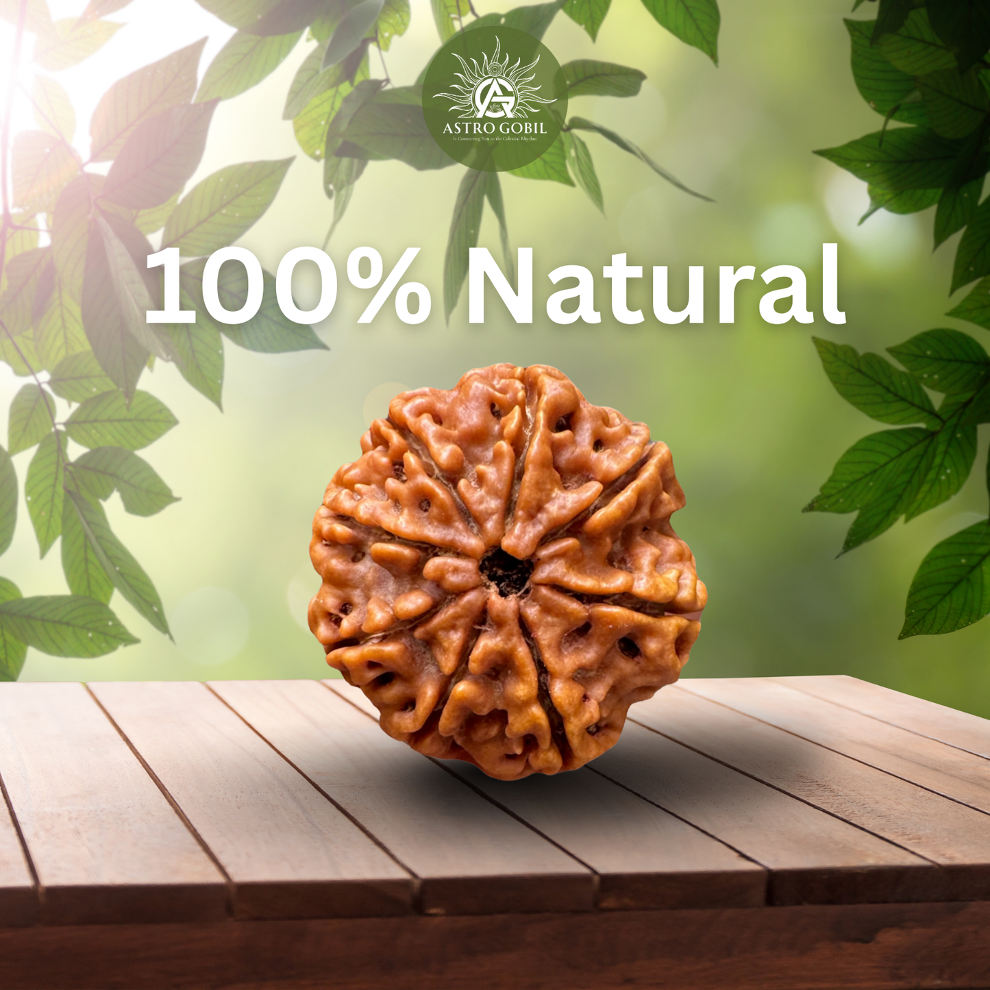 Nepal Origin 8 Mukhi Rudraksha - 18mm - 22mm